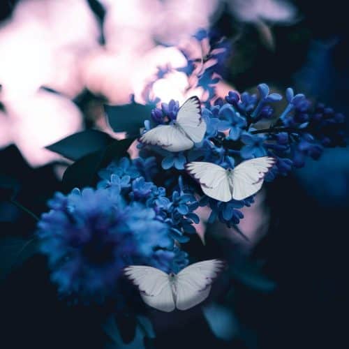 butterflies-magical.jpg
